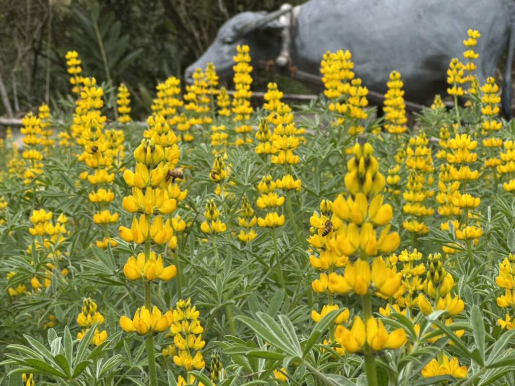 臺北大縱走第7段「樟樹步道花海」開幕　浪漫春遊賞花趣