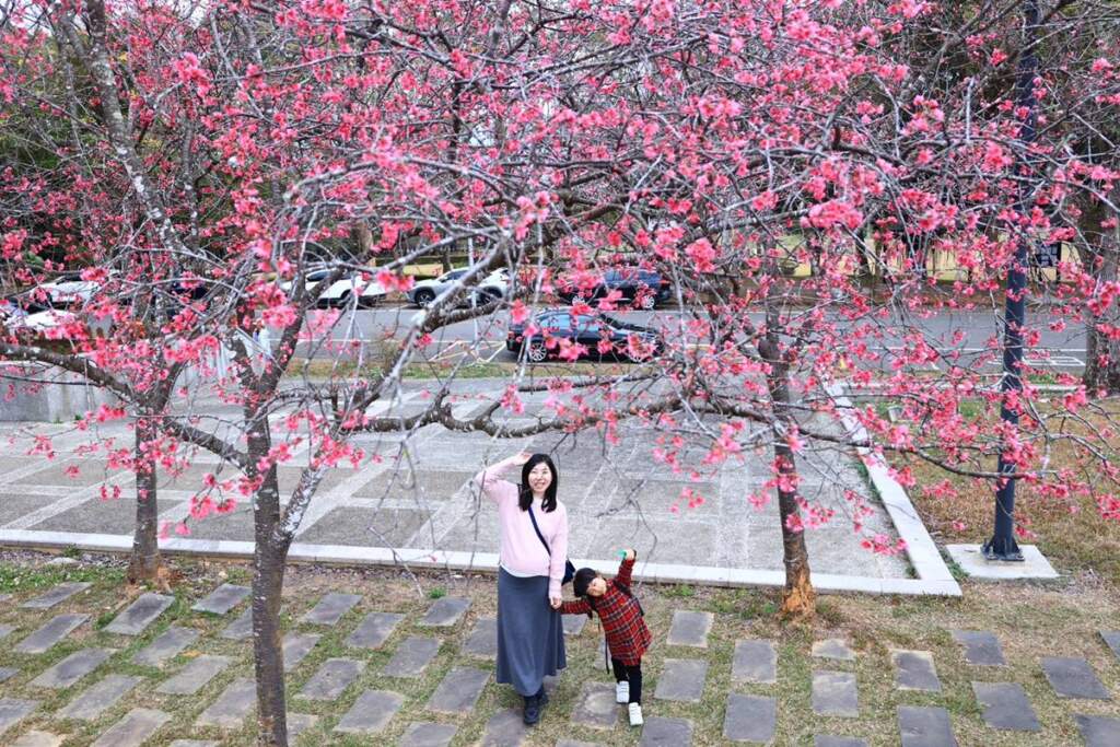 暨大櫻花季盛大登場　3000株櫻花漸放 　打造春日最療癒校園饗宴