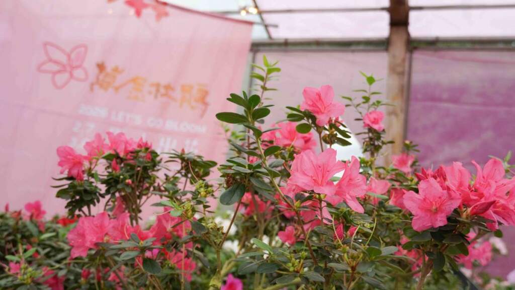 新北春季花展萬金杜鵑開展　侯友宜邀民眾「馬上出發」