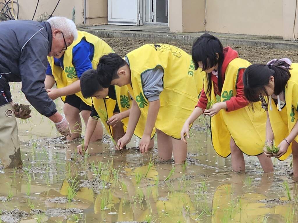 ▲臺中市外埔區馬鳴國民小學稻香米香食農教育。