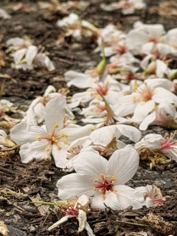 ▲2026宜蘭桐花祭「宜起走山湖·員山當行客」。