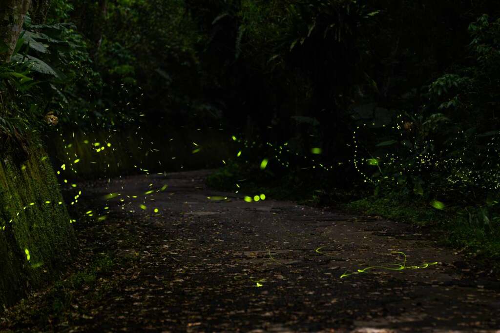 ▲坪林親水吊橋周邊賞螢小徑上螢光飛舞。