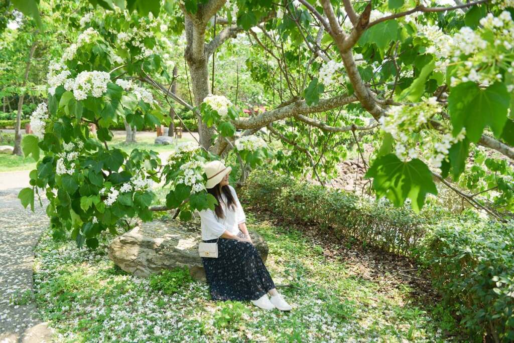 ▲苗栗銅鑼姜太公中部道場客家大院年度桐花季熱鬧登場。